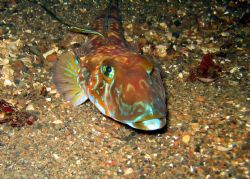 Fish from Norway by Svein Frydenlund 